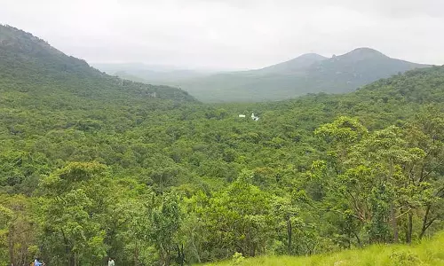 Tumkur : हर साल 3,000 पेड़ काटे जाते हैं Tumkur : हर साल 3,000 पेड़ काटे जाते हैं