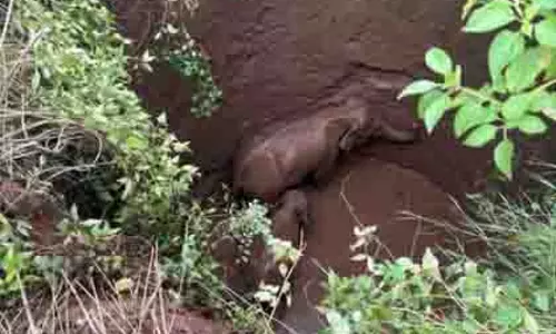 Jharkhand: 25 फुट गहरे कुएं में फंसे दो हाथी, बचाव अभियान जारी Jharkhand: 25 फुट गहरे कुएं में फंसे दो हाथी, बचाव अभियान जारी