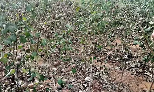 कपास में फूल नहीं खिल रहे: किसान संकट में