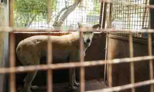 Chennai: आवारा कुत्तों से खतरा बढ़ा, निगम बनाएगा विशेष आश्रय स्थल