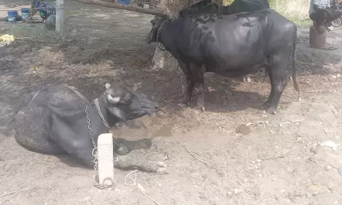 Farrukhabad: खुरपका-मुंहपका बीमारी ने मचाई दहशत