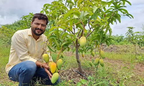 Karnataka : विनलैंड में थाईलैंड आम का मौसम Karnataka : विनलैंड में थाईलैंड आम का मौसम