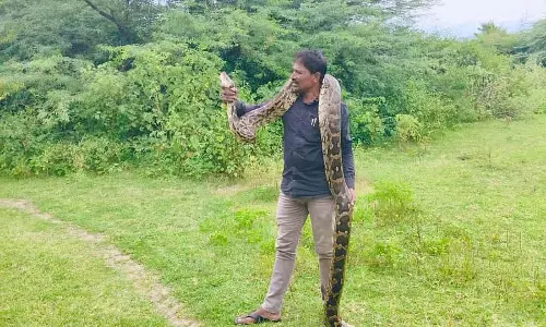 Karnataka : गन्ने की कटाई के दौरान एक विशाल अजगर मिला Karnataka : गन्ने की कटाई के दौरान एक विशाल अजगर मिला