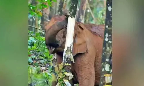 Kerala : जंगली जानवरों के एक समूह ने अरलम फार्म के रबर बागान में तबाही मचाई Kerala : जंगली जानवरों के एक समूह ने अरलम फार्म के रबर बागान में तबाही मचाई