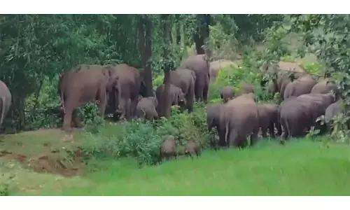 Bokaro के ग्रामीण इलाके में 42 हाथी घुसे, वन विभाग ने निगरानी के लिए क्यूआरटी तैनात की