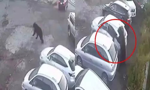पार्किंग क्षेत्र में भालू का हमला.. आगे क्या हुआ?