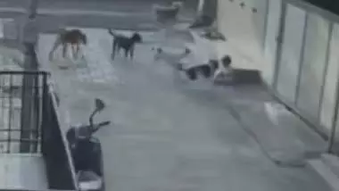 Pune : चार आवारा कुत्तों ने नाबालिग लड़की पर हमला किया, उसे सड़क पर घसीटा Pune : चार आवारा कुत्तों ने नाबालिग लड़की पर हमला किया, उसे सड़क पर घसीटा