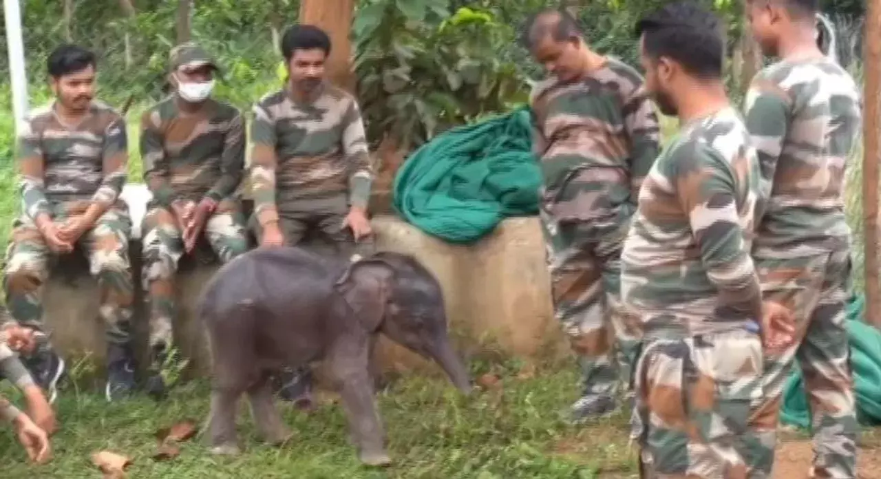 बौध में नहर से बचाई गई हाथी की बच्ची प्रियांशी को कपिलाश में किया गया स्थानांतरित, भावुक हुए Caretakers बौध में नहर से बचाई गई हाथी की बच्ची प्रियांशी को कपिलाश में किया गया स्थानांतरित, भावुक हुए Caretakers