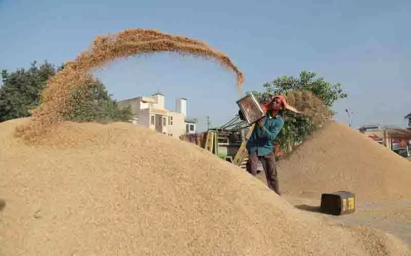 Kapurthala में 7,127 मीट्रिक टन धान की खरीद Kapurthala में 7,127 मीट्रिक टन धान की खरीद