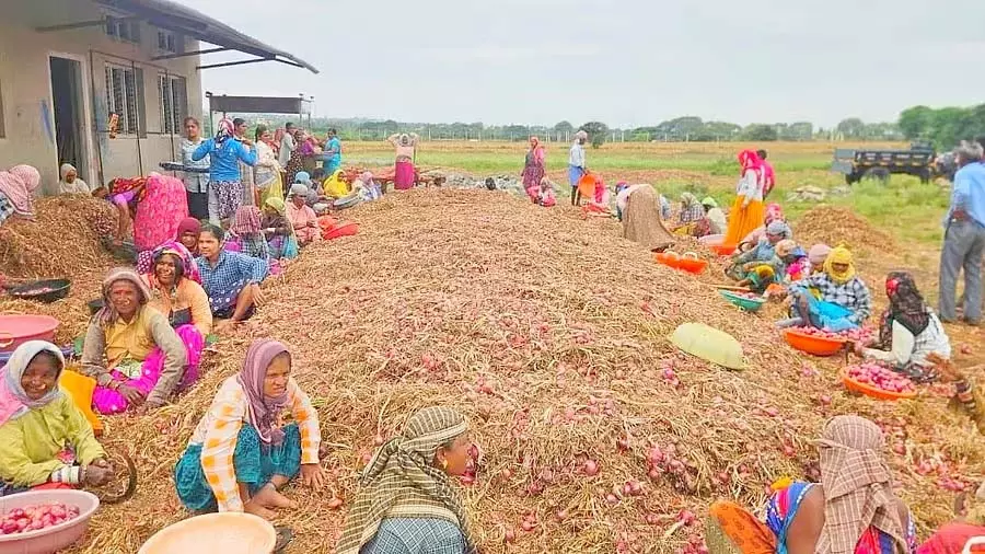 Karnataka : किसानों को कड़ी मेहनत के बावजूद कोई लाभ नहीं मिल रहा Karnataka : किसानों को कड़ी मेहनत के बावजूद कोई लाभ नहीं मिल रहा
