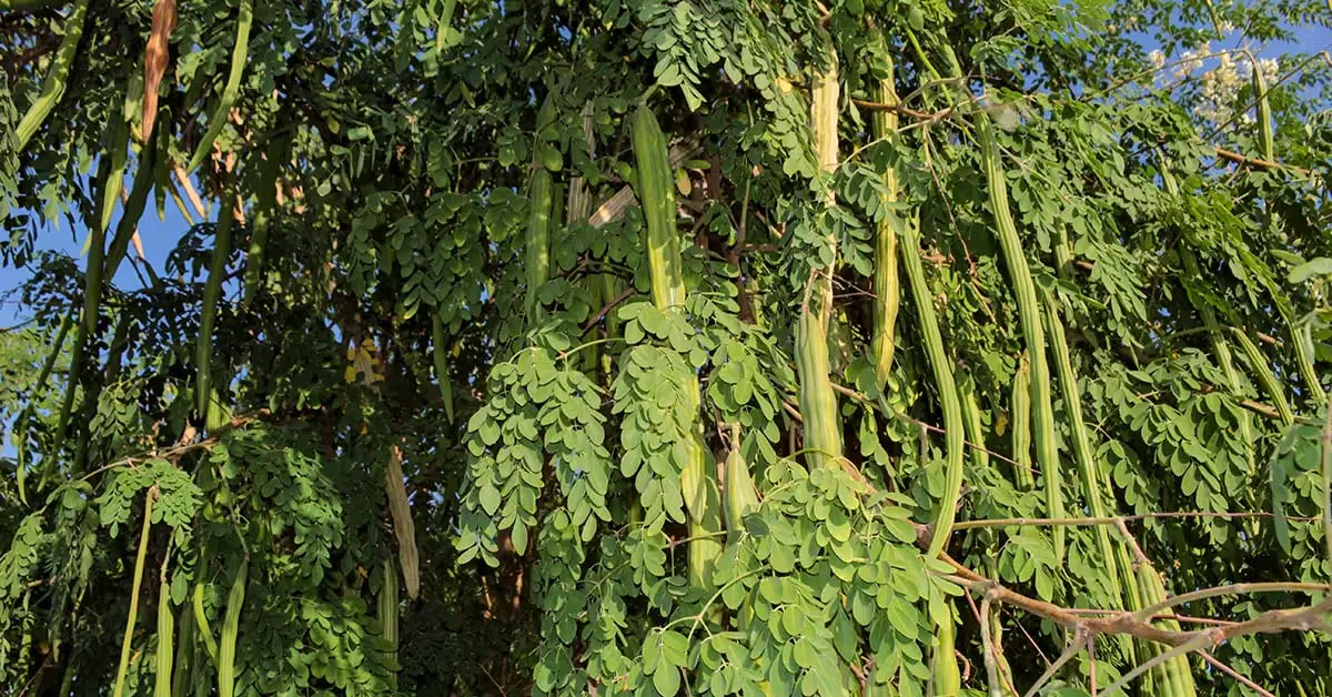 सहजन (मोरिंगा) खाने के फायदे: पोषक तत्वों का भंडार सहजन (मोरिंगा) खाने के फायदे: पोषक तत्वों का भंडार