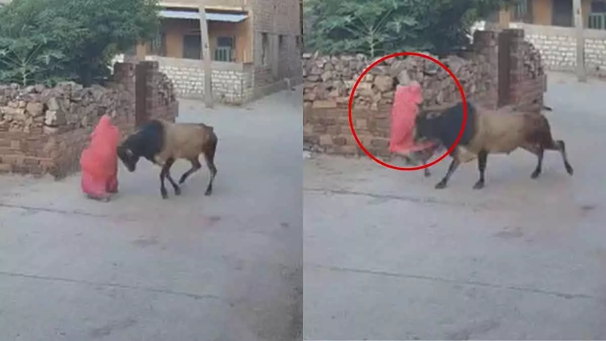 Jodhpur: बेकाबू सांड ने महिला पर किया हमला, सिर पर गंभीर चोटें Jodhpur: बेकाबू सांड ने महिला पर किया हमला, सिर पर गंभीर चोटें