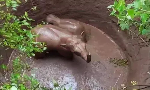 Jharkhand: गहरे कुएं में गिरे दो हाथी, मौके पर पहुंची वन विभाग की टीम Jharkhand: गहरे कुएं में गिरे दो हाथी, मौके पर पहुंची वन विभाग की टीम