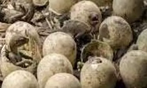 Science: वैज्ञानिकों ने 85 मिलियन वर्ष पुराने डायनासोर के अंडे खोजे