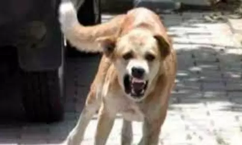 Fatehabad: 7 साल की मासूम पर कुत्ते ने क‍िया जानलेवा हमला