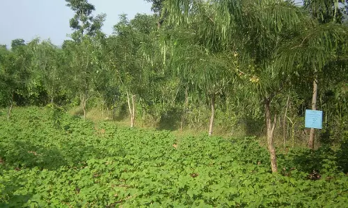 MP : सरकार मेरीलाइफ पोर्टल पर पेड़ों की कटाई और वृक्षारोपण पर नज़र रखेगी