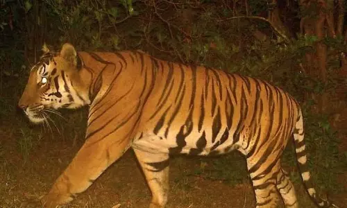 MP : सह्याद्री टाइगर रिजर्व की बड़ी बिल्लियों के लिए नई शाही उपाधियाँ MP : सह्याद्री टाइगर रिजर्व की बड़ी बिल्लियों के लिए नई शाही उपाधियाँ