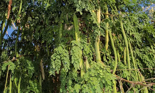 सहजन (मोरिंगा) खाने के फायदे: पोषक तत्वों का भंडार