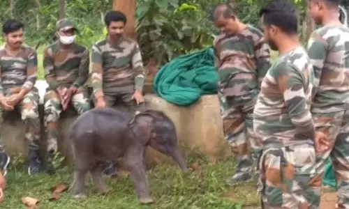 Boudh: नहर से बचाए हाथी के बच्चे का सुरक्षित स्थानांतरण, टीम हुई भावुक