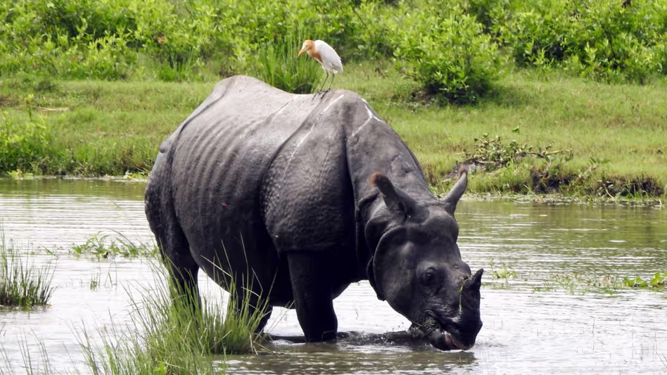 Assam : पूजा समारोह से पहले काजीरंगा की बागोरी रेंज पर्यटकों के लिए खुली Assam : पूजा समारोह से पहले काजीरंगा की बागोरी रेंज पर्यटकों के लिए खुली