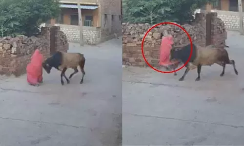 Jodhpur: बेकाबू सांड ने महिला पर किया हमला, सिर पर गंभीर चोटें Jodhpur: बेकाबू सांड ने महिला पर किया हमला, सिर पर गंभीर चोटें
