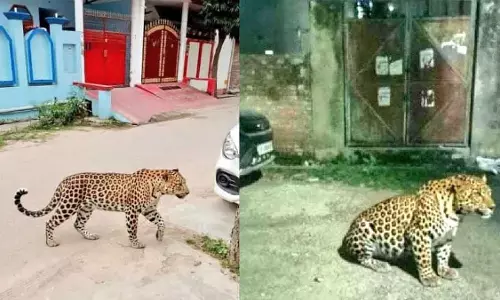 लखनऊ में तेंदुए की फर्जी तस्वीर फैलाने के आरोप में BJMC छात्र हिरासत में
