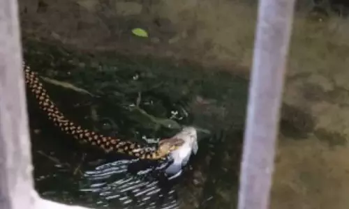Kolkata: बाढ़ के पानी में मछली को मुंह में दबाए तैरता हुआ सांप Kolkata: बाढ़ के पानी में मछली को मुंह में दबाए तैरता हुआ सांप