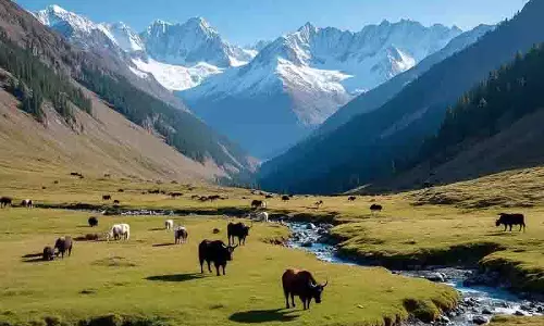LOC पार भटके मवेशियों की वापसी की मांग कर रहे गुरेज के ग्रामीण
