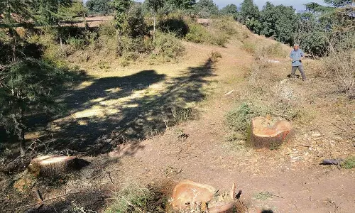 Haryana :  पंचकूला डेरा ने वन वृक्ष प्रजातियों को हटाया एनजीटी संयुक्त पैनल