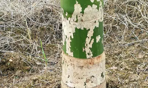 Haveri : सुपारी के पौधों पर घोंघे का प्रकोप Haveri : सुपारी के पौधों पर घोंघे का प्रकोप