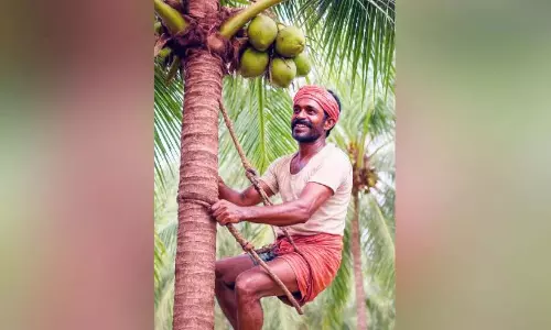 Kerala : मजदूरों की कमी, किसान निराश Kerala : मजदूरों की कमी, किसान निराश