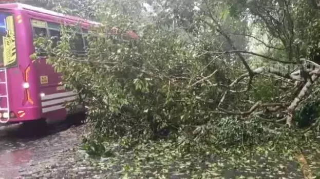 Kerala :  थमारास्सेरी चूरम में पेड़ गिरने से परिवहन आंशिक रूप से बाधित