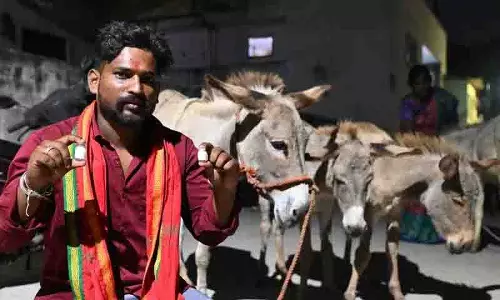 Hyderabad में किसानों के सड़कों पर उतरने से गधे के दूध की मांग बढ़ी Hyderabad में किसानों के सड़कों पर उतरने से गधे के दूध की मांग बढ़ी