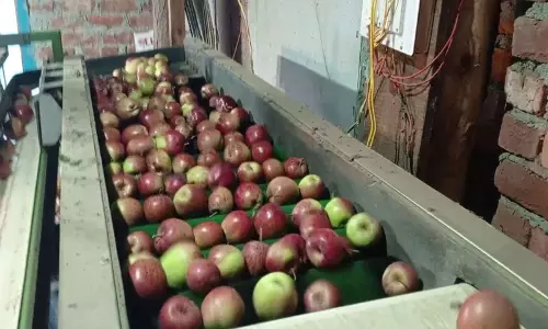 Himachal Pradesh के सेब किसानों को खराब मौसम के कारण फसल का भारी नुकसान, सरकार से कार्रवाई की मांग Himachal Pradesh के सेब किसानों को खराब मौसम के कारण फसल का भारी नुकसान, सरकार से कार्रवाई की मांग