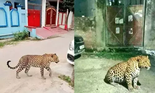 तेंदुए के घूमते हुए फोटो वायरल, छात्र गिरफ्तार