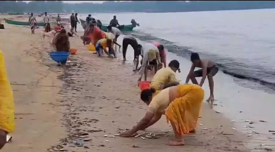 Ankola : मछलियों का एक समूह किनारे पर बहकर आया Ankola : मछलियों का एक समूह किनारे पर बहकर आया
