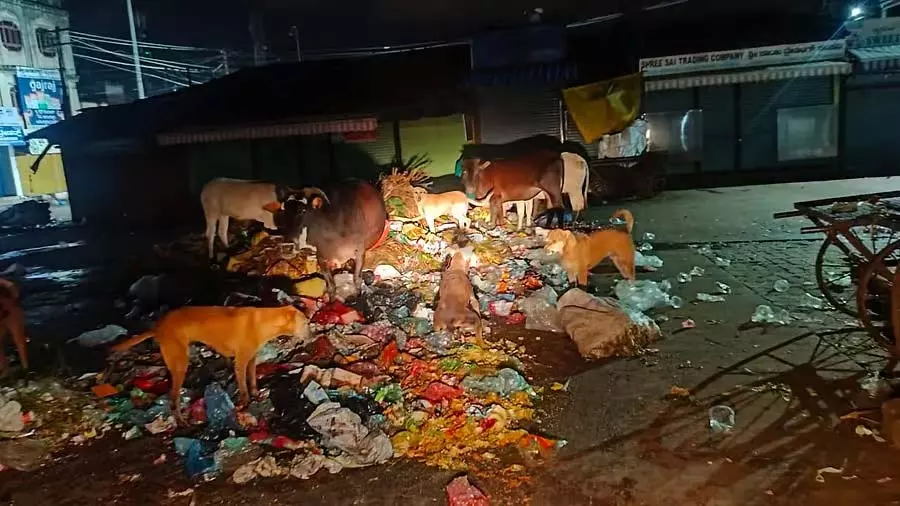 Hubli : बेकाबू आवारा कुत्तों का आतंक Hubli : बेकाबू आवारा कुत्तों का आतंक