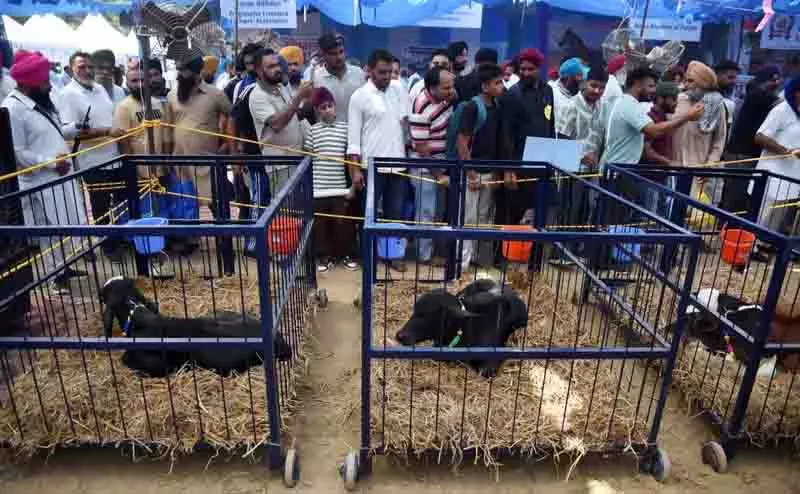 Ludhiana: अगली पीढ़ी की डेयरी देखभाल पर ध्यान केंद्रित करते हुए ‘पशु पालन मेला’ संपन्न हुआ Ludhiana: अगली पीढ़ी की डेयरी देखभाल पर ध्यान केंद्रित करते हुए ‘पशु पालन मेला’ संपन्न हुआ