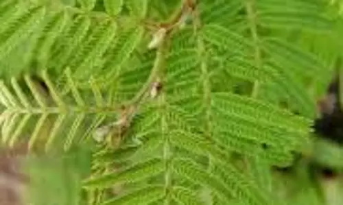 Shami Tree Worship:  जाने विजयादशमी पर शमी वृक्ष का विशेष महत्व