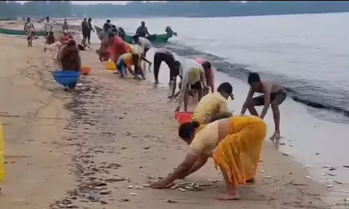 Ankola : मछलियों का एक समूह किनारे पर बहकर आया