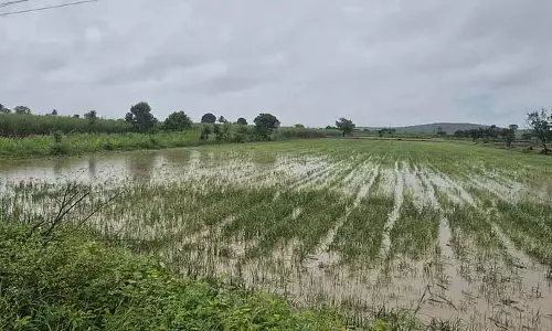 Mudhol : बारिश से प्याज पूरी तरह बर्बाद Mudhol : बारिश से प्याज पूरी तरह बर्बाद