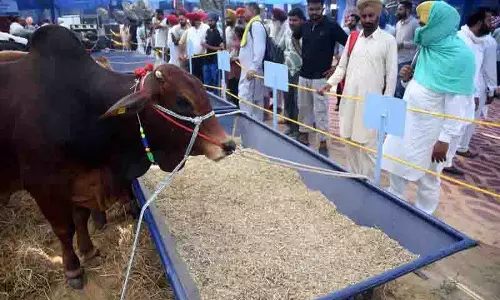 Amritsar district में बाढ़ से सबसे अधिक पशुधन और मुर्गी का नुकसान Amritsar district में बाढ़ से सबसे अधिक पशुधन और मुर्गी का नुकसान