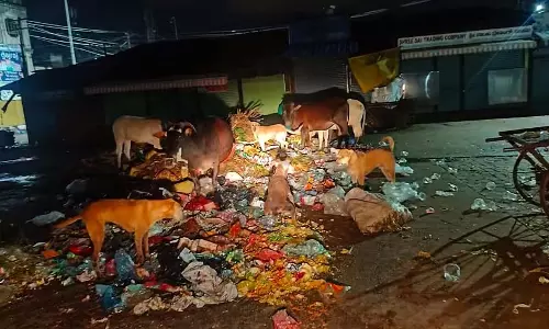 Hubli : बेकाबू आवारा कुत्तों का आतंक