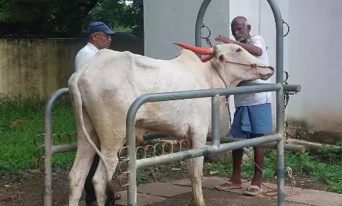Karnataka : मवेशियों में त्वचा गांठ रोग का फिर प्रकोप Karnataka : मवेशियों में त्वचा गांठ रोग का फिर प्रकोप