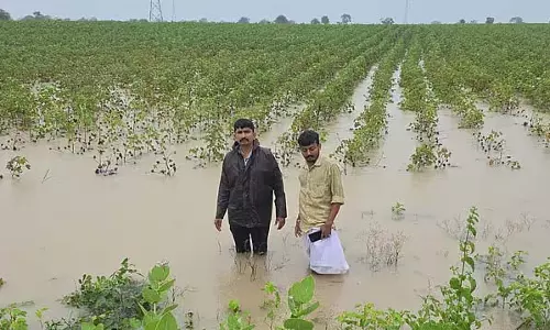 Kembhavi : लगातार बारिश से किसान तबाह Kembhavi : लगातार बारिश से किसान तबाह