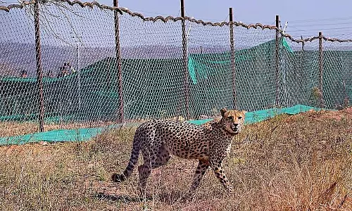 भारत में जन्मा पहला चीता कुनो राष्ट्रीय उद्यान में वयस्कता तक पहुंचने के लिए तैयार