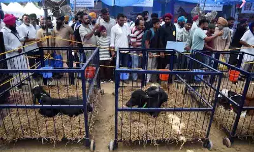 Ludhiana: अगली पीढ़ी की डेयरी देखभाल पर ध्यान केंद्रित करते हुए ‘पशु पालन मेला’ संपन्न हुआ