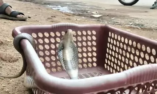 राशन दुकान की टोकरी में मिला कोबरा, मचा हड़कंप