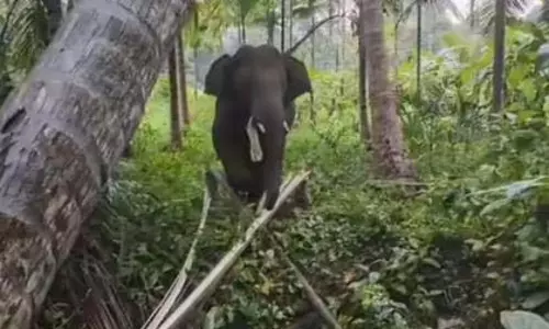 Terekhol नदी को पार करने के बाद ओमकार महाराष्ट्र पहुंचता है