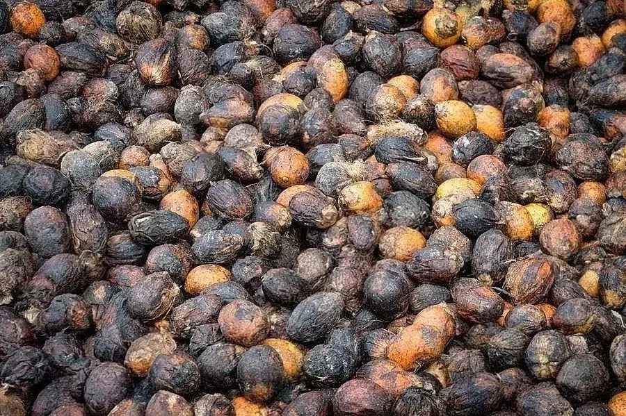 Sirsi : सूरज की गर्मी के बिना फल मुरझा रहा है Sirsi : सूरज की गर्मी के बिना फल मुरझा रहा है